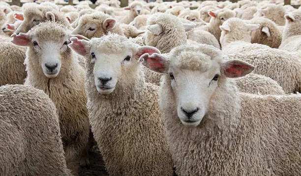 Sheep Flock Closeup